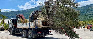 Un camion pépinières des vallées transportant un olivier centenaire
