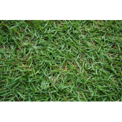 Zoysia Parc