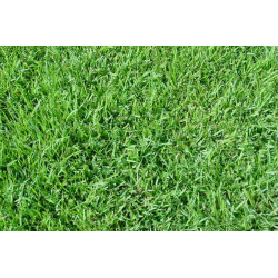 Paspalum