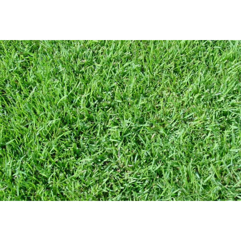 Paspalum