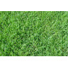 Paspalum