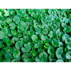 Dichondra