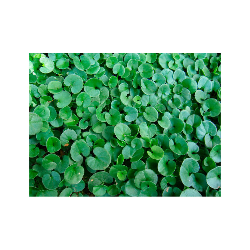 Dichondra