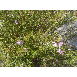 Westringia