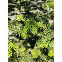 Abies Nordmanniana