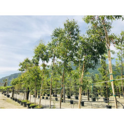 Eucalyptus