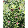 Feijoa Sellowiana