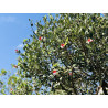 Feijoa Sellowiana