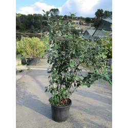 Feijoa Sellowiana