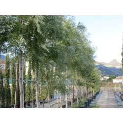 Grevillea Robusta