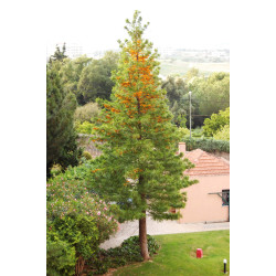 Grevillea Robusta