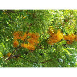 Grevillea Robusta