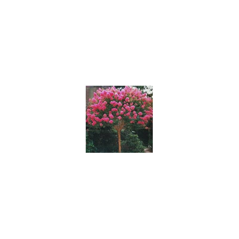 Lagestroemia