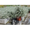 Teucrium