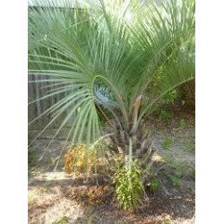 Butia Capitata