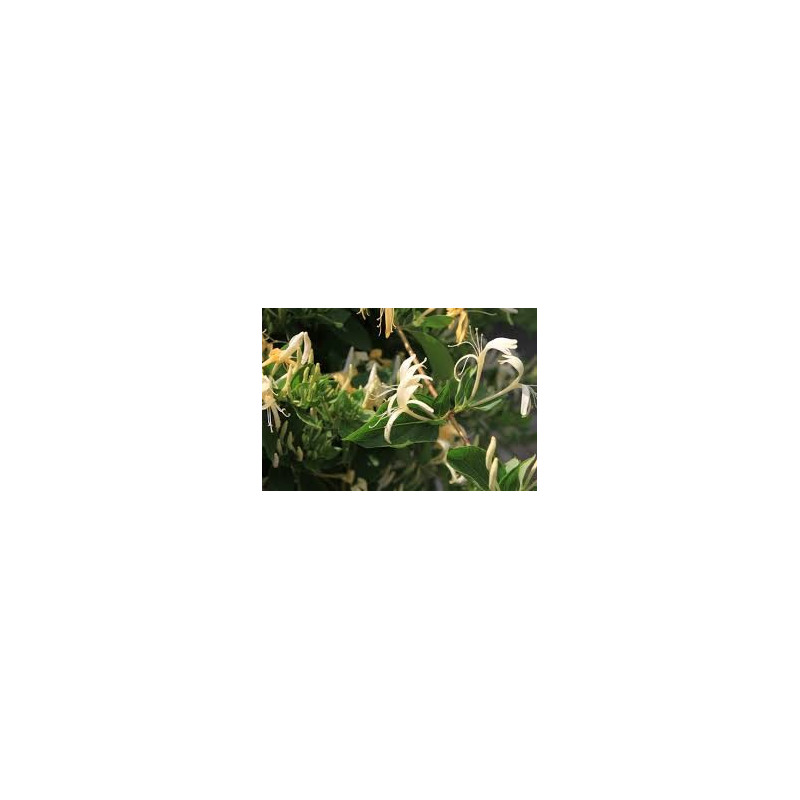 Chevrefeuille