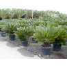 Cycas Revoluta