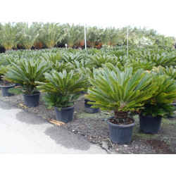 Cycas Revoluta
