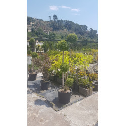 Ligustrum 1/2 tige 4/5 boules