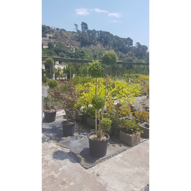 Ligustrum 1/2 tige 4/5 boules
