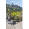 Ligustrum 1/2 tige 4/5 boules