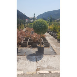 Ligustrum 1/2 tige