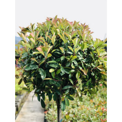 Photinia Red Robin Tige