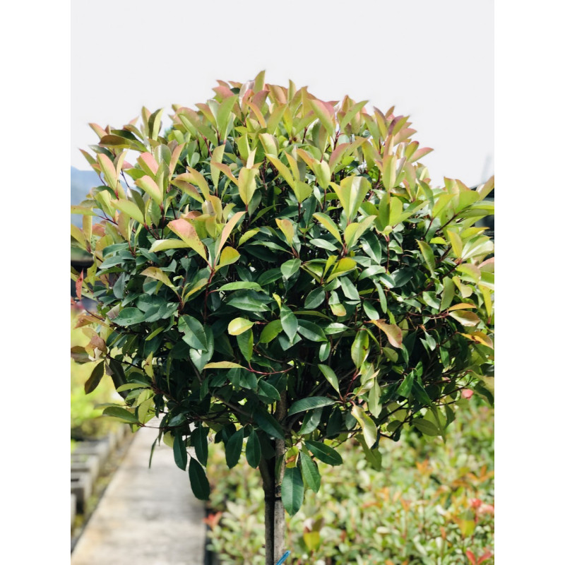 Photinia Red Robin Tige