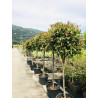 Photinia Red Robin Tige