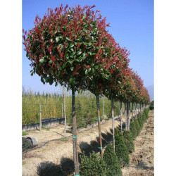 Photinia Red Robin Tige