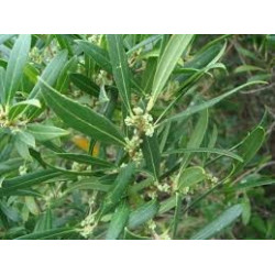 Phillyrea Angustifolia