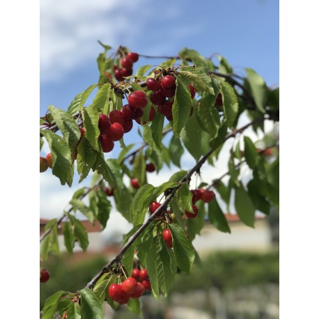 Les Arbres Fruitiers