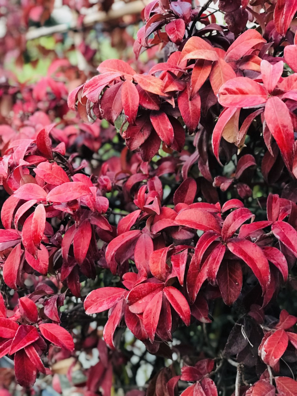 Préparez vos plantes pour l'hiver